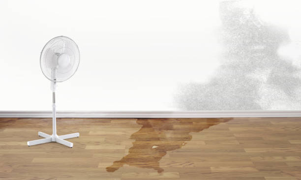 Best Mold removal after water damage  in Sur Hill, GA